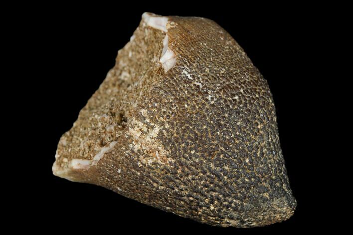 Crushing Mosasaur (Igdamanosaurus) Tooth - Morocco #182134